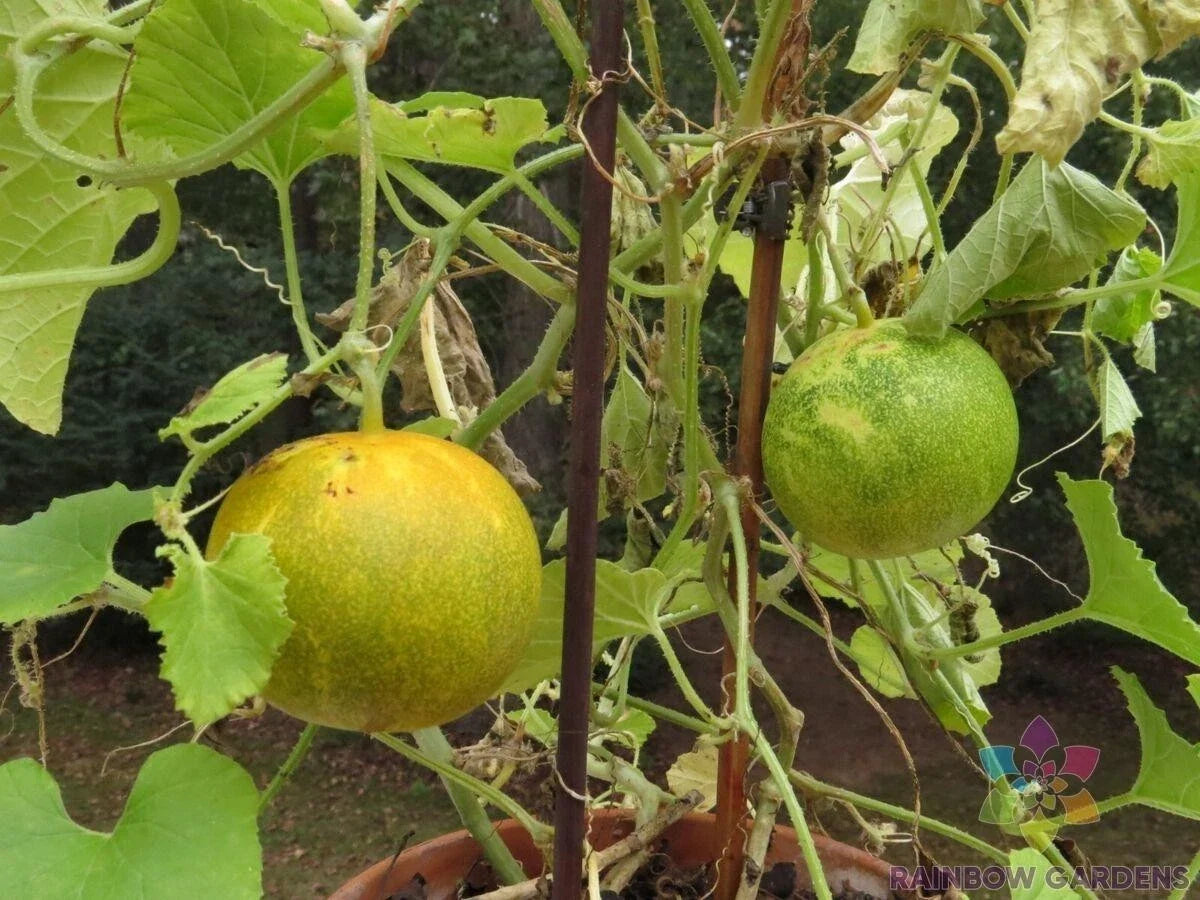 Dosakai Cucumber Seeds – 25 Non-GMO Cucumis sativus for Garden, Container Planting, Homegrown, Fast-Growing, USA Grown