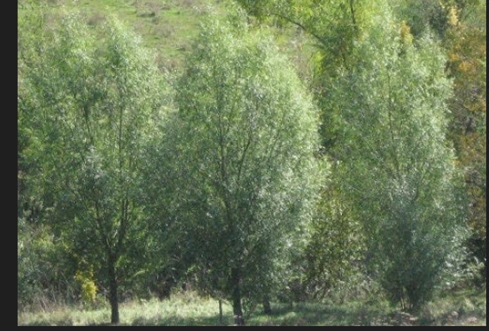 Aussie Hybrid Willow Thick Cutting for Privacy and Shade - Salix x fragilis, Fast-Growing Tree, Landscape Plant