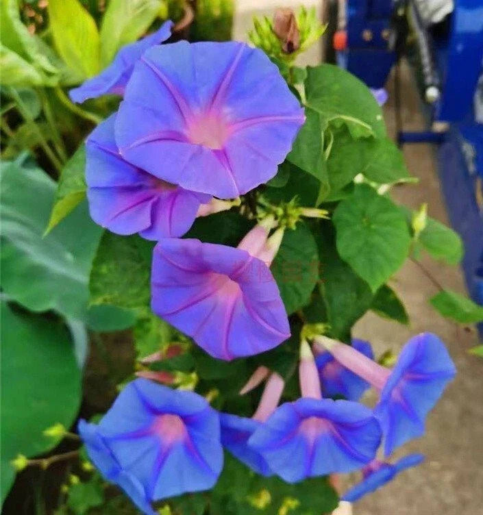 Heavenly Blue Star Morning Glory Seeds - 50+ Ipomoea Tricolor Climbing Vine Flowers
