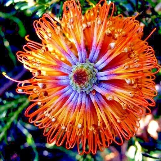 Banksia ericifolia "Little Eric" Seeds | Rare Lantern Fireworks Variety | Flowering Tree Seeds for Native Gardens
