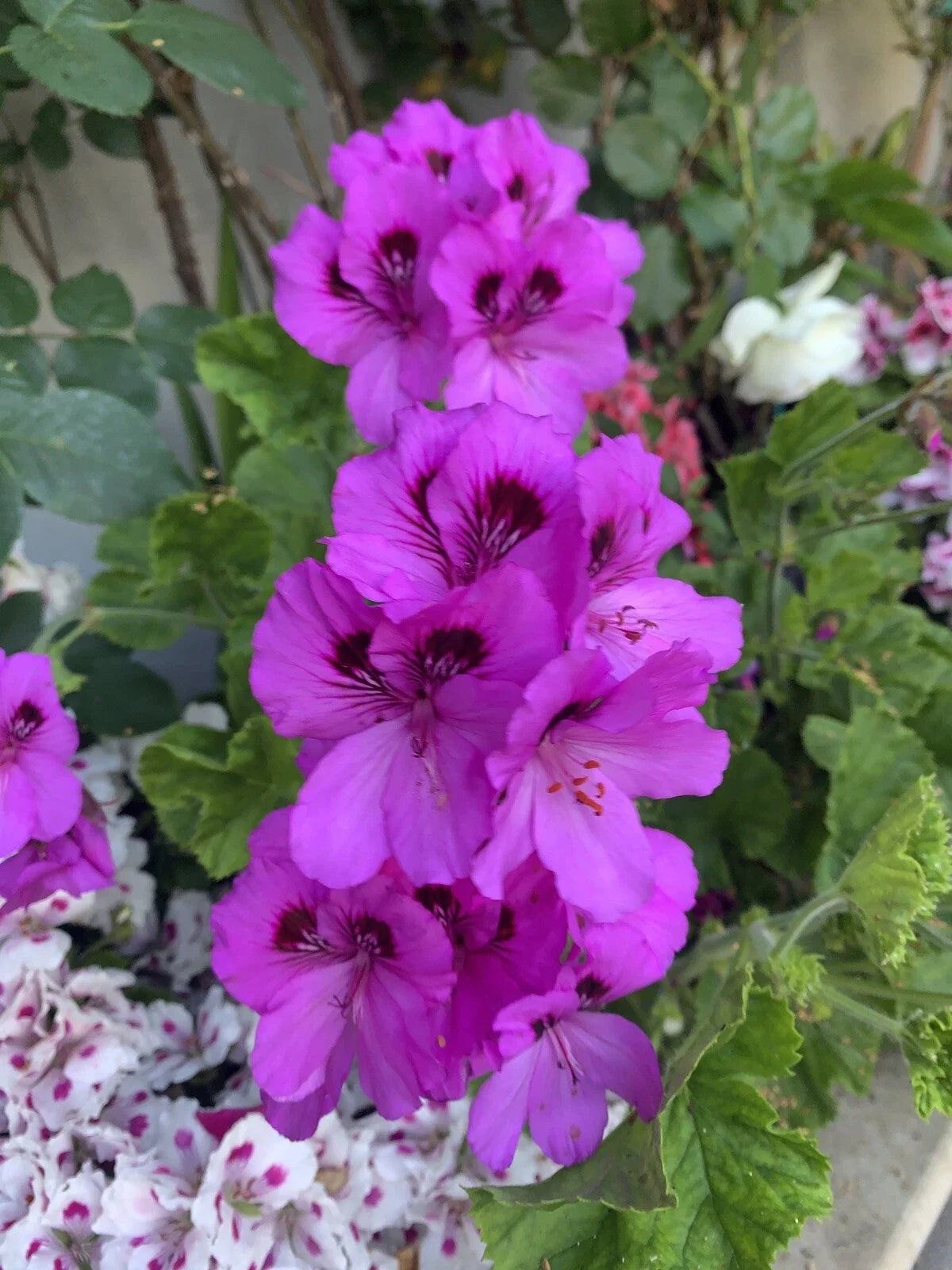 Geranium Live Plant Cuttings - Lavender Pelargonium spp. - 3 Starter Cuttings for Garden & Indoor Growth