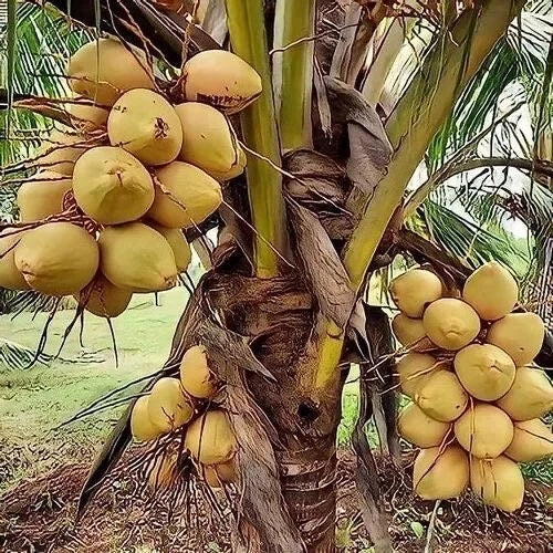 Sprouted Yellow Dwarf Coconut Tree 6–8" – Rare Costa Rican Live Plant | Cocos nucifera