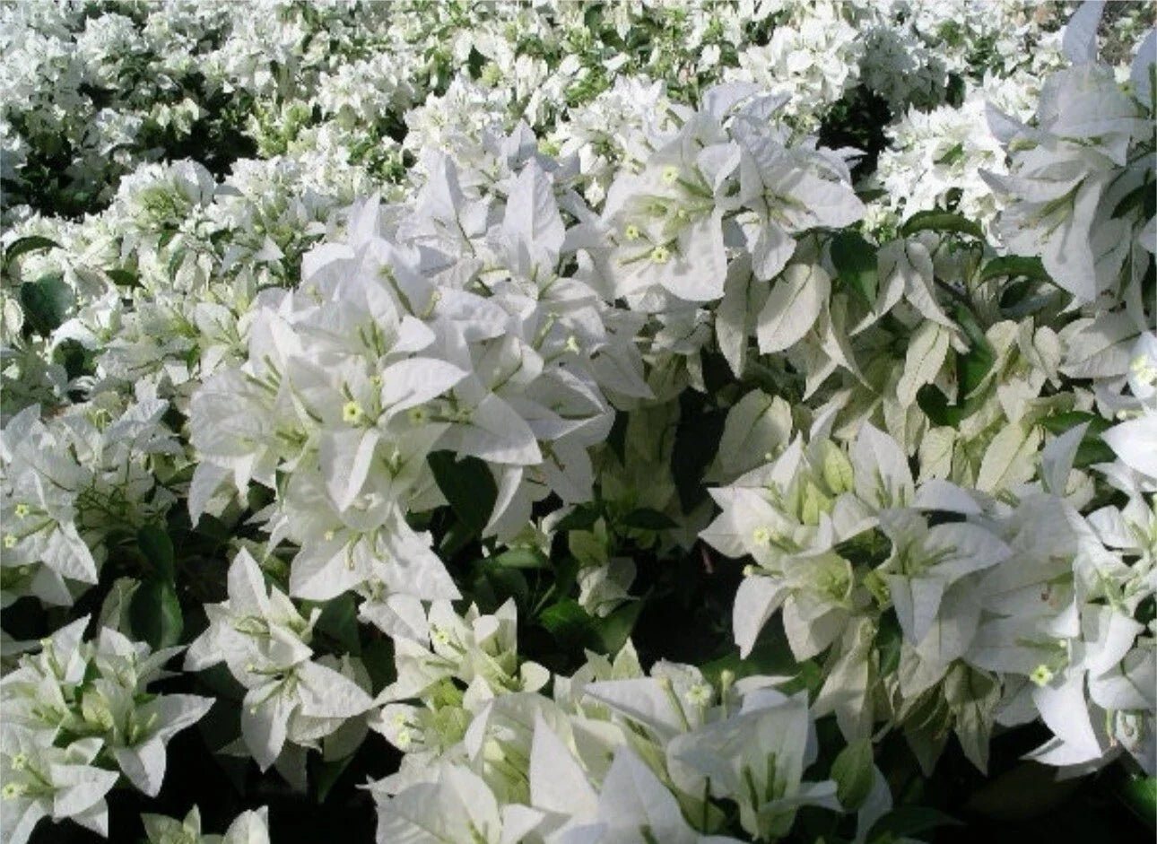 Live Rooted Bougainvillea Plant 4" Pot - Mauna Kea Variety with Colorful Tropical Blooms - Bougainvillea spectabilis