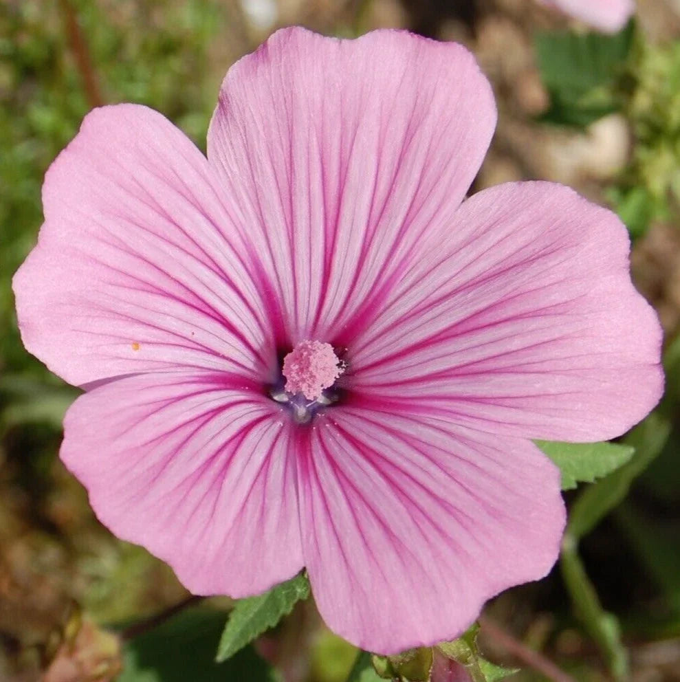Rose Mallow Seeds, 400+ Pink Annual Flower Seeds, Lavatera trimestris Wildflower, Butterfly & Bee Attracting Garden Seeds
