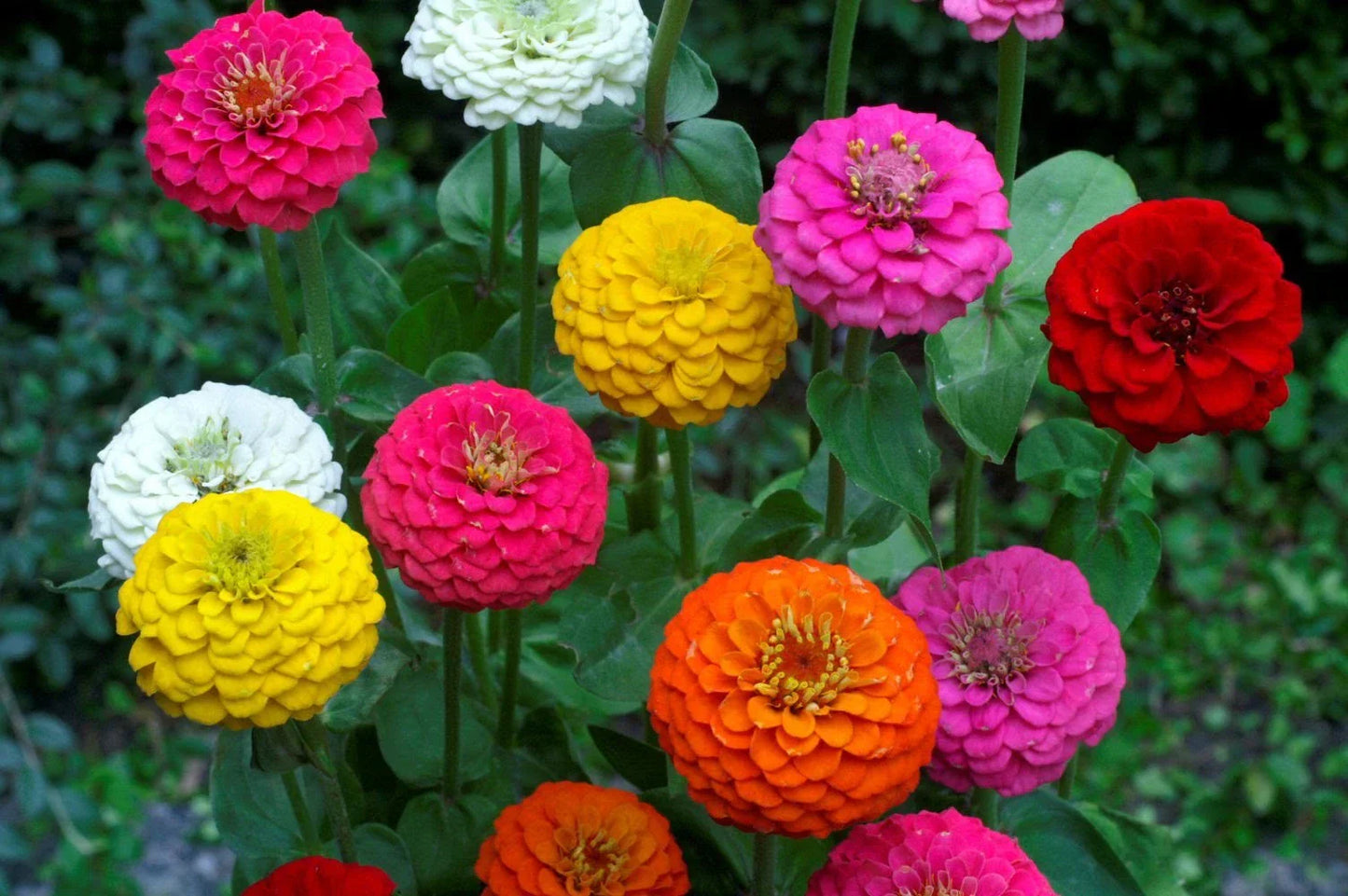 Lilliput Zinnia Seeds Mix - NON-GMO Colorful Zinnia Elegans Garden Flowers