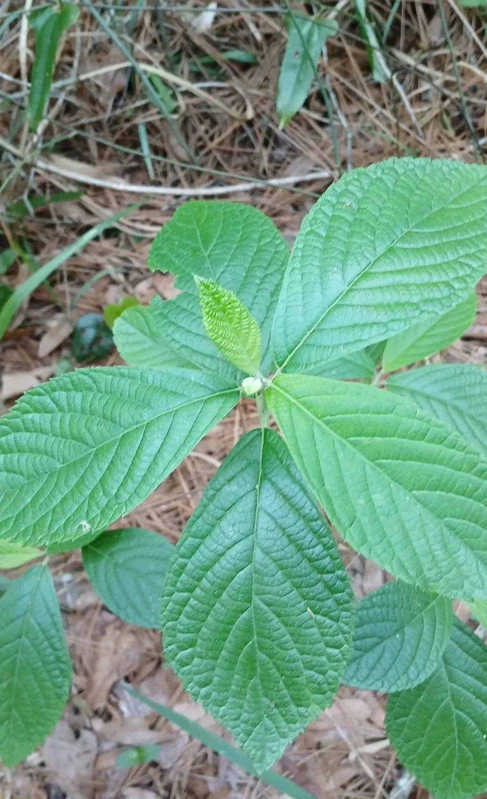 Sweet Pepperbush Plants 10-12" Tall - 5 Live Clethra alnifolia Shrubs, Fragrant Native, Pollinator Friendly