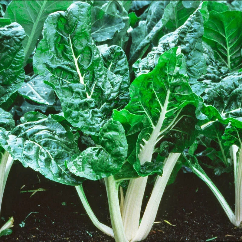 Swiss Chard Seeds Lucullus Variety 50+ Seeds Beta vulgaris subsp. cicla for Home Gardening