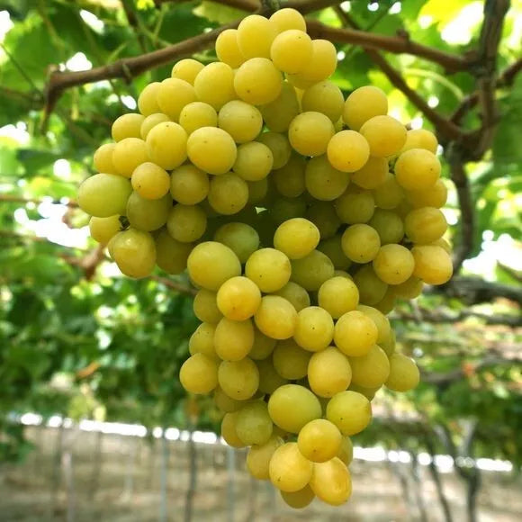 Cotton Candy Grape Seeds 12 Pack - Very Sweet Flavorful Vitis vinifera - USA 2025