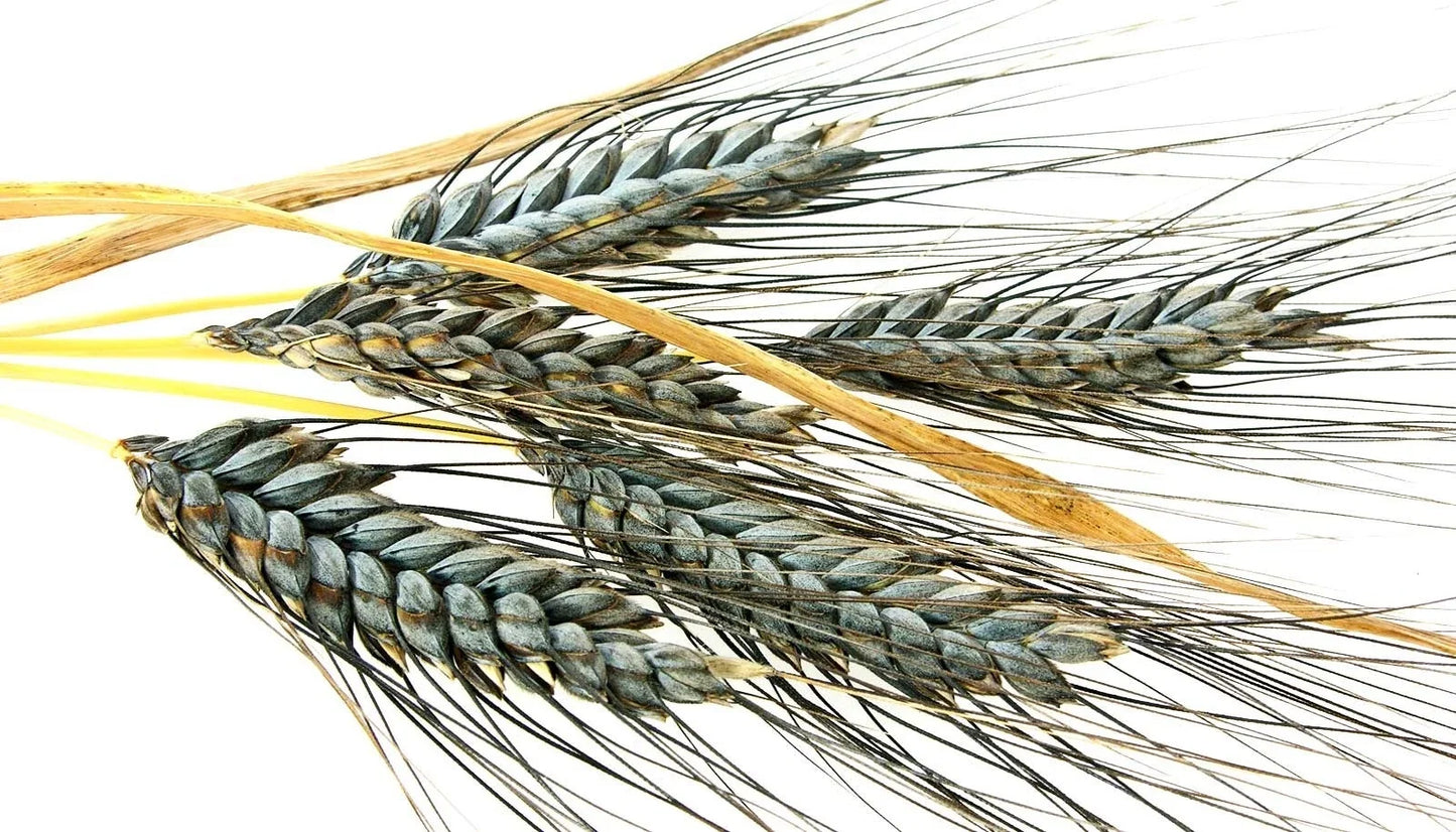 Einkorn Wheat Seeds - 1000+ Heirloom Organic Non-GMO for Planting - Triticum monococcum