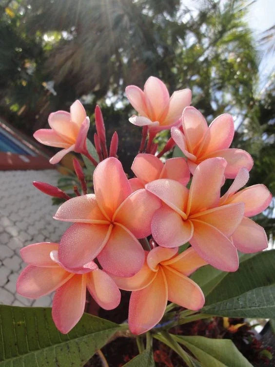 Light Pink Orange Plumeria Seeds - Tropical Frangipani Flower Seeds for Garden & Pot - Plumeria rubra (5 Seeds)