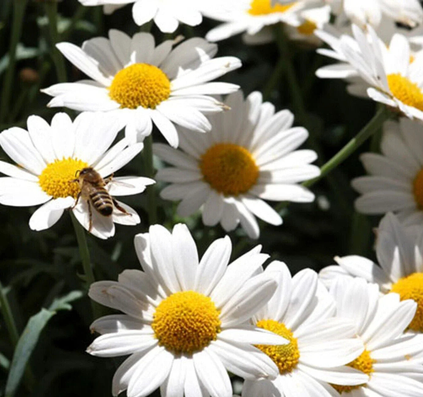 Ox Eye Daisy Flower Seeds - 500+ Perennial Leucanthemum vulgare for Bees & Butterflies