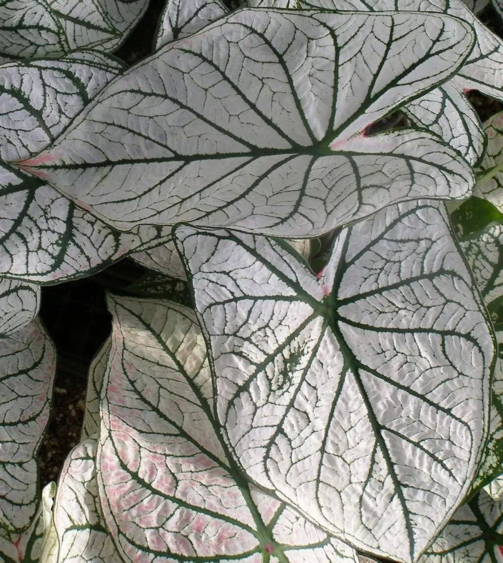 White Christmas Caladium Bulbs - 10 Bulbs - Caladium bicolor - Shade-Loving, Easy to Grow, Indoor & Outdoor Garden Planting