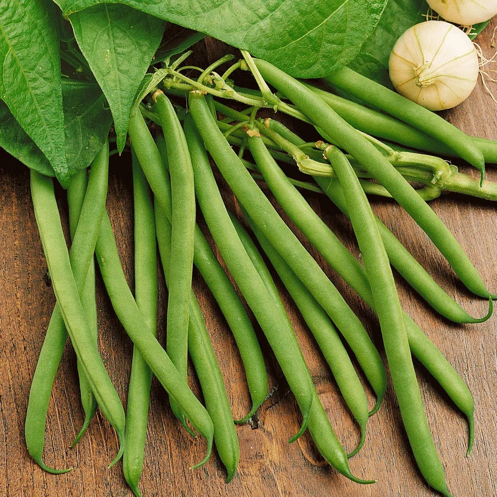 Bulk Green Bean Seeds, Phaseolus vulgaris, Heirloom Non-GMO Vegetable Seeds, Bush Type, 2025 Harvest