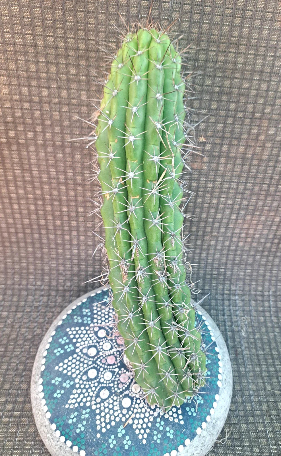 Cereus Thelegonus Cactus Cutting – Succulent Plant for Indoor & Outdoor Gardening, Drought-Resistant, Easy Propagation