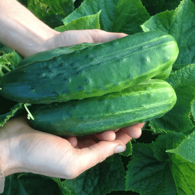 Organic Heirloom Spacemaster 80 Cucumber Seeds – Non-GMO, Compact, Bush-Type, Cucumis sativus, Vegetable Gardening