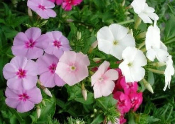 Phlox Seeds - 50 Mixed Colors - Annual Flower Seeds - Phlox drummondii - Easy to Grow, Vibrant Blooms, Pollinator Attractant