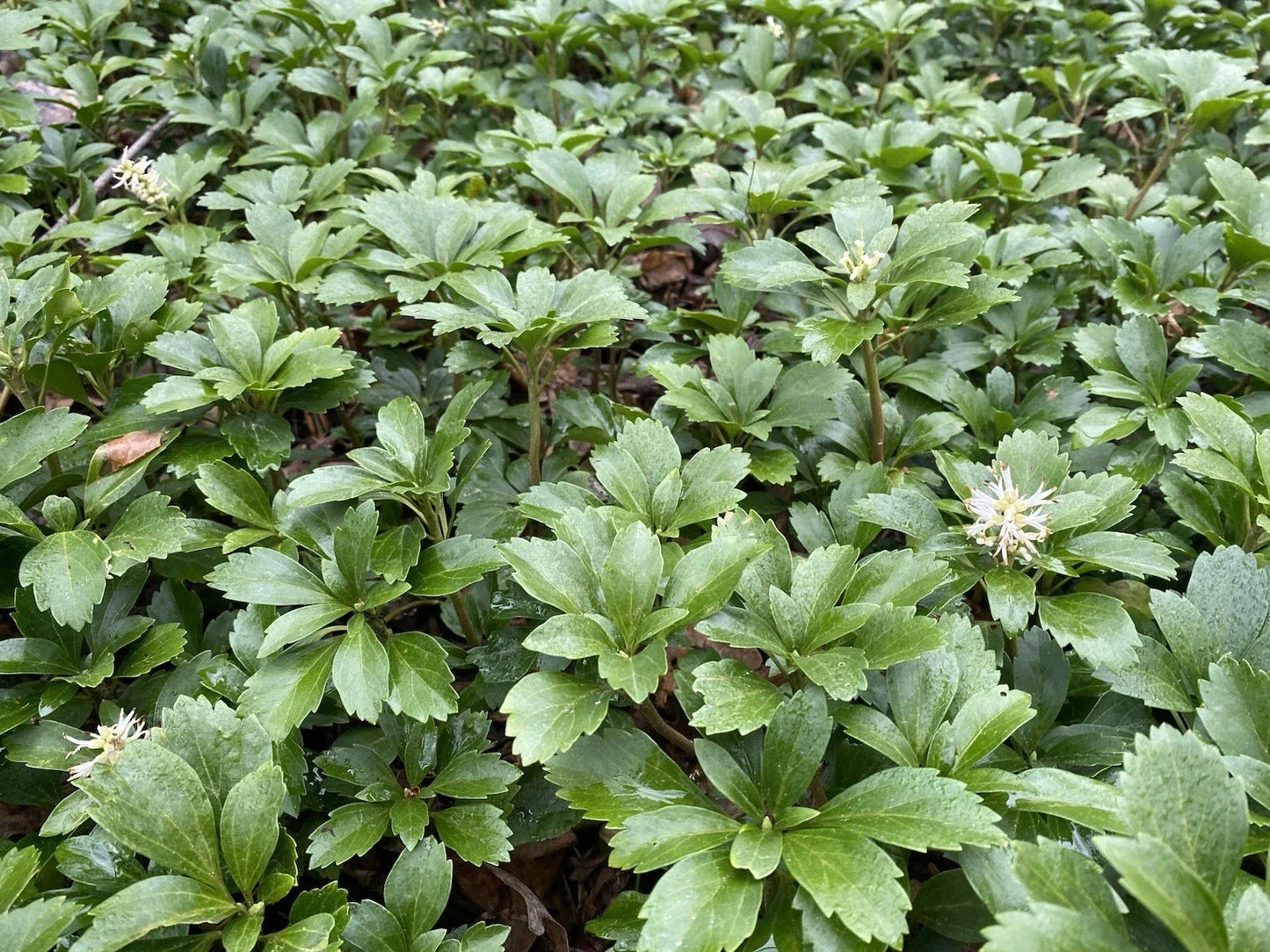 Rooted Pachysandra Plants 6-10 in Evergreen Shade Ground Cover Pachysandra terminalis
