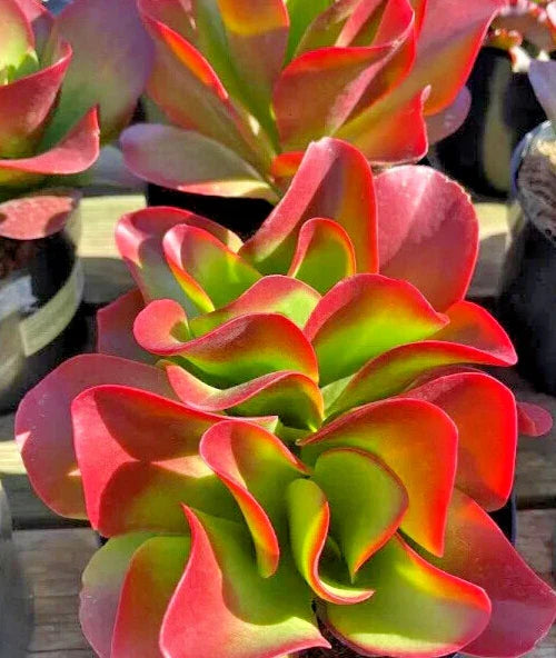 Kalanchoe 'Dragonfire' Large 7" Bright Red Leaves Rare Succulent Indoor Plant