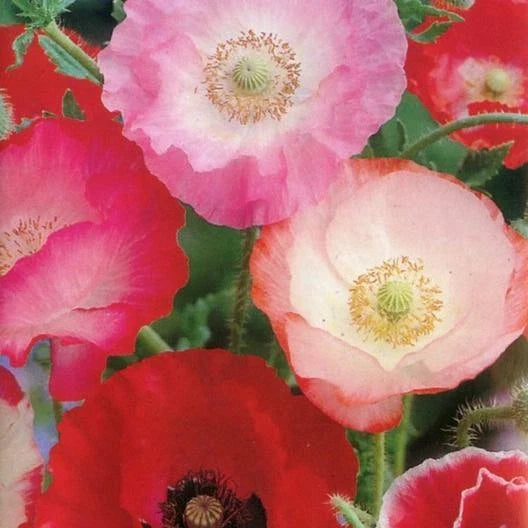 Poppy Seeds Pack of 2000 Shirley Mix Red & Pink Fall Planting Papaver rhoeas for Garden, Wildflower & Cut Flower Displays
