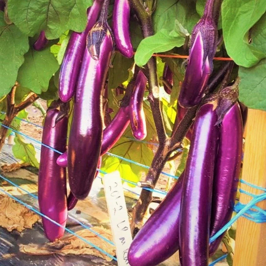 Purple Shine Chinese Eggplant Seeds - Long Aubergine, Solanum melongena, Gourmet Vegetable Seeds for Home Garden & Container Planting