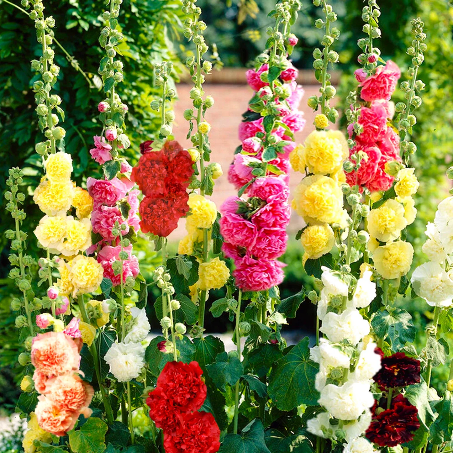 Chater's Double Mix Hollyhock Seeds | Alcea rosea | Double Peony Flower Seeds for Borders & Cut Flowers