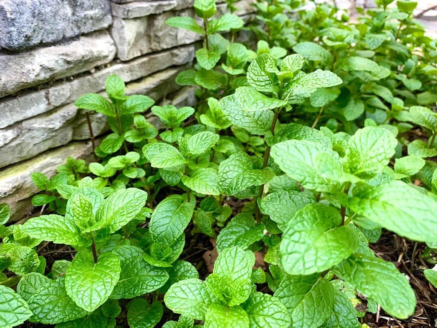 Mint Bare Root Plants - 10 Pack Aromatic Herb Mentha spp. USA Grown for Culinary and Garden Use
