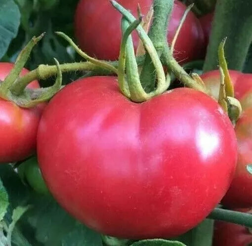 Bradley Tomato Seeds - 100+ Pack, Solanum lycopersicum, Culinary Cooking Vegetables, Full Sun, Bushy, Determinate