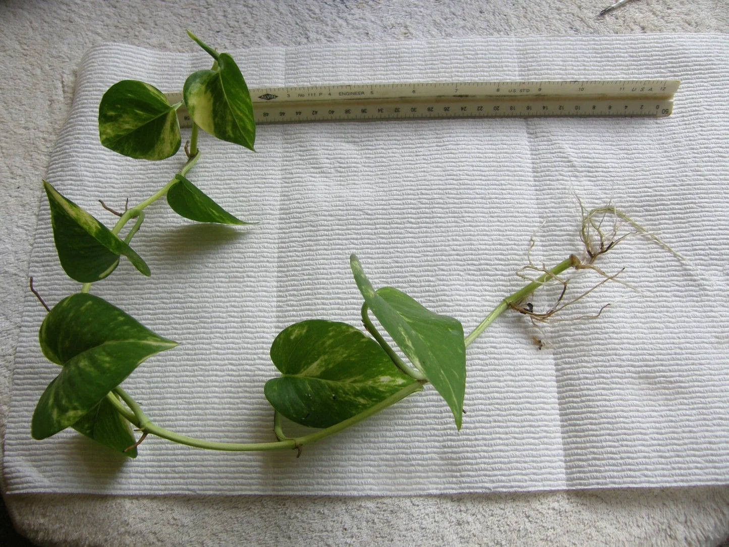 Golden Pothos Bare Root Plant - Epipremnum aureum with 6-18 Inch Rooted Vines, Indoor Trailing Plant