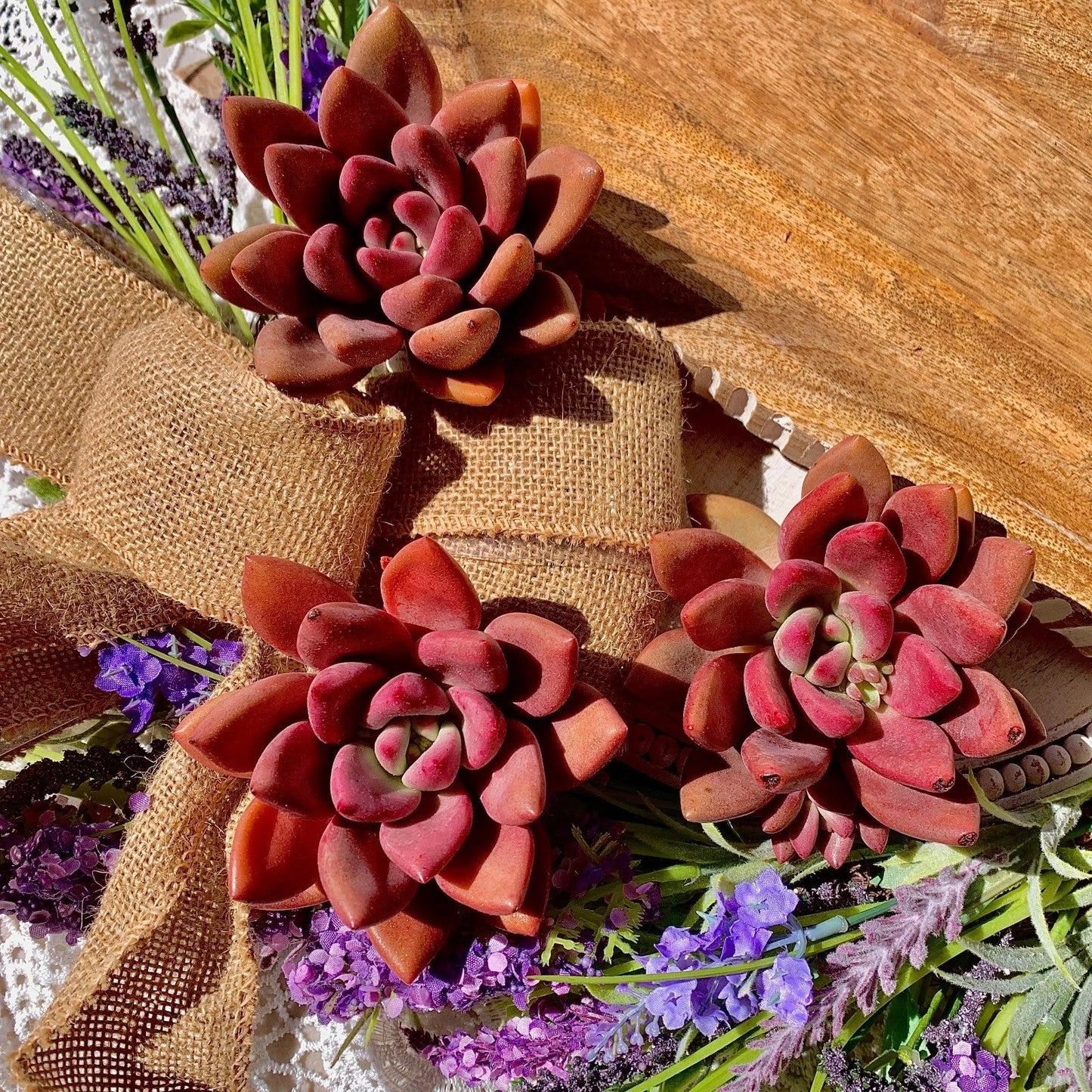 Succulent Plant Bare Root Graptoveria Ruby Donna - Easy Care Indoor Houseplant, Vibrant Red Foliage, Compact Rosette, Live Succulent