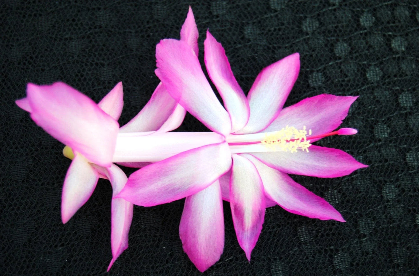 Christmas Cactus Starter Plant - Plum Carnival Schlumbergera Truncata Small Potted Indoor Plant