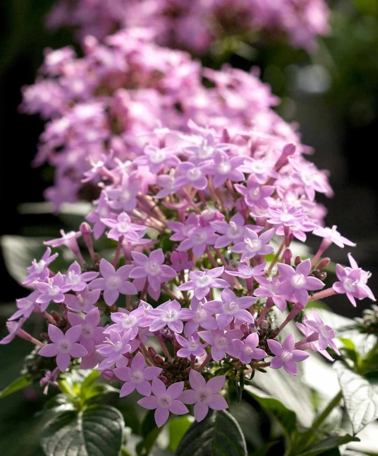 Pentas Seeds 500 Count Northern Lights Lavender Non-GMO Flower Seeds for Gardening & Landscaping Pentas lanceolata