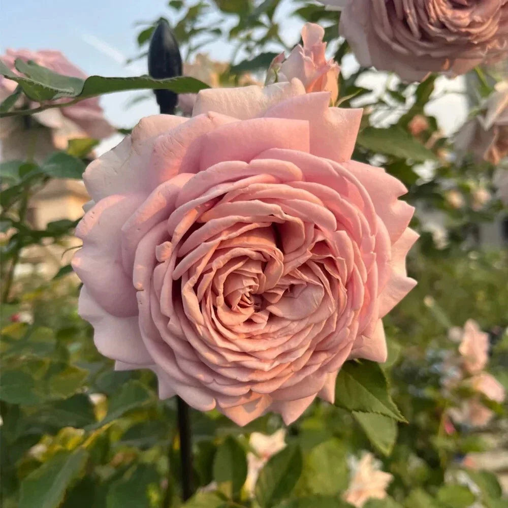 Miyabi Cha Rose Cuttings – 3 Rooting Grafting Cuttings Rosa 'Miyabi Cha' Rare Collector Plant