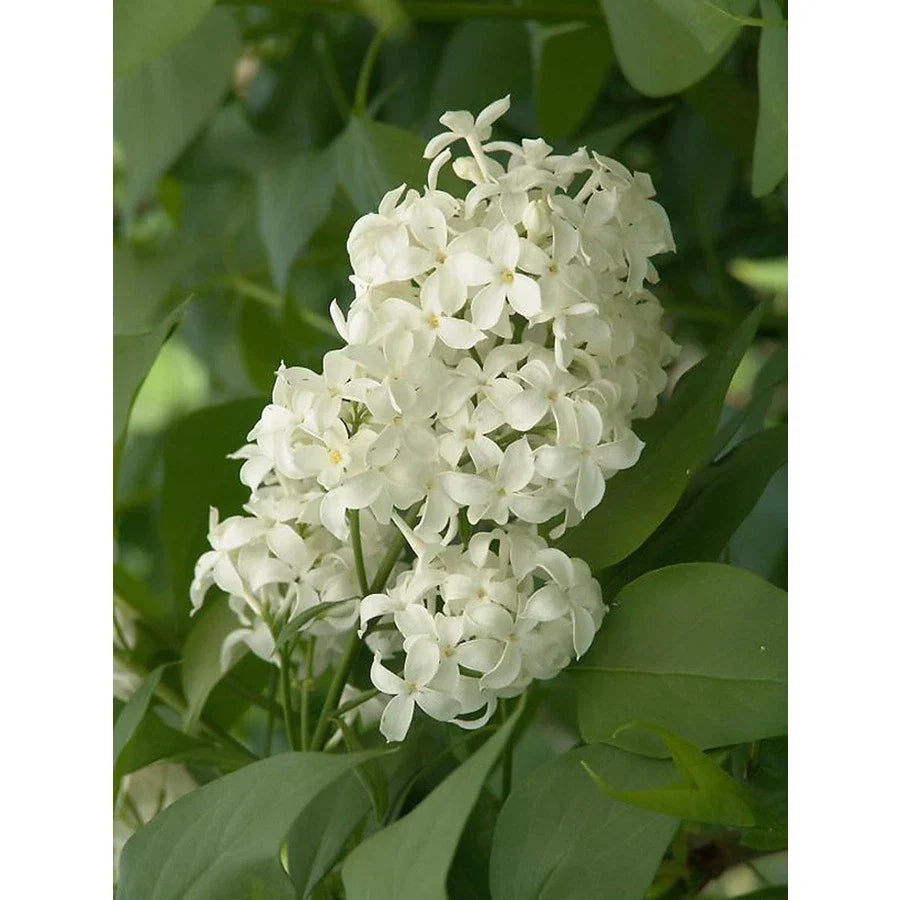 Unroot Cuttings Angel White Lilac 5 Pack | Syringa vulgaris Pure White Blooms