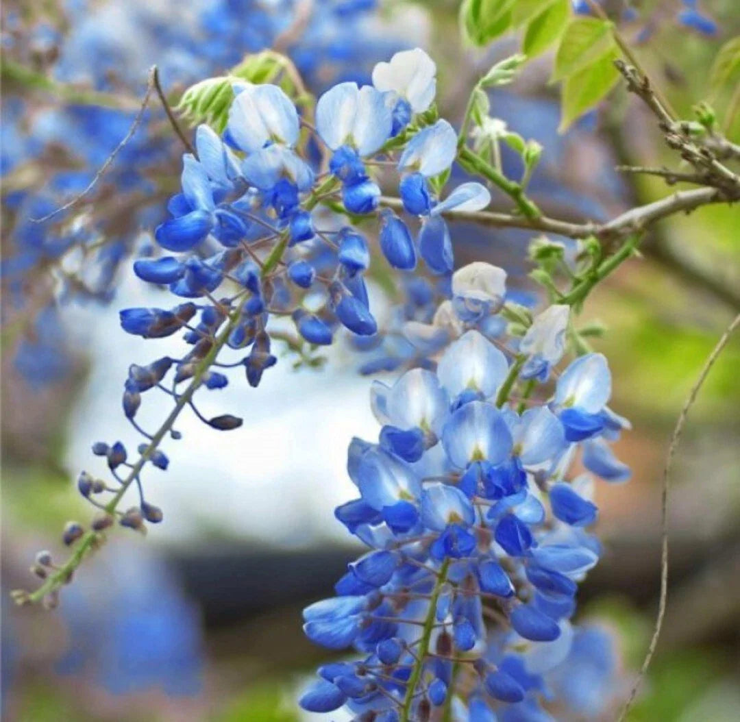 Wisteria Blue Moon Unrooted Cuttings 6-8" Fresh Vine Propagation Wisteria floribunda
