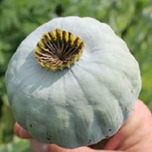 Giant Rattle Poppy Seeds - 10,000 Count - Papaver somniferum with Massive Blooms for Garden