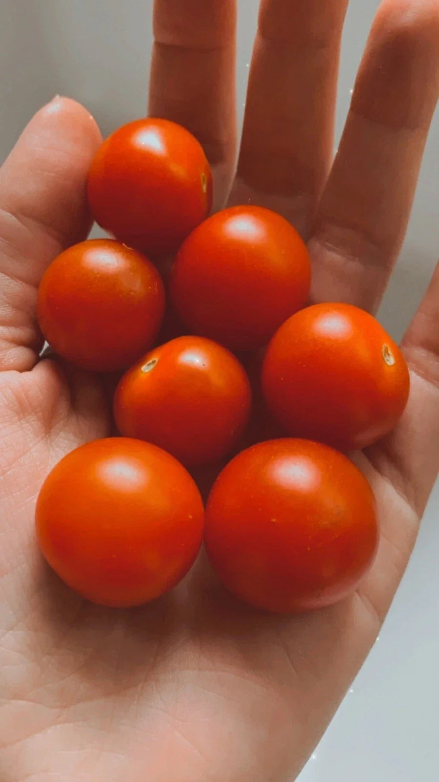 Large Cherry Tomato Seeds - 25 Non-GMO Organic Solanum lycopersicum for Gardening, Container & In-Ground Growth
