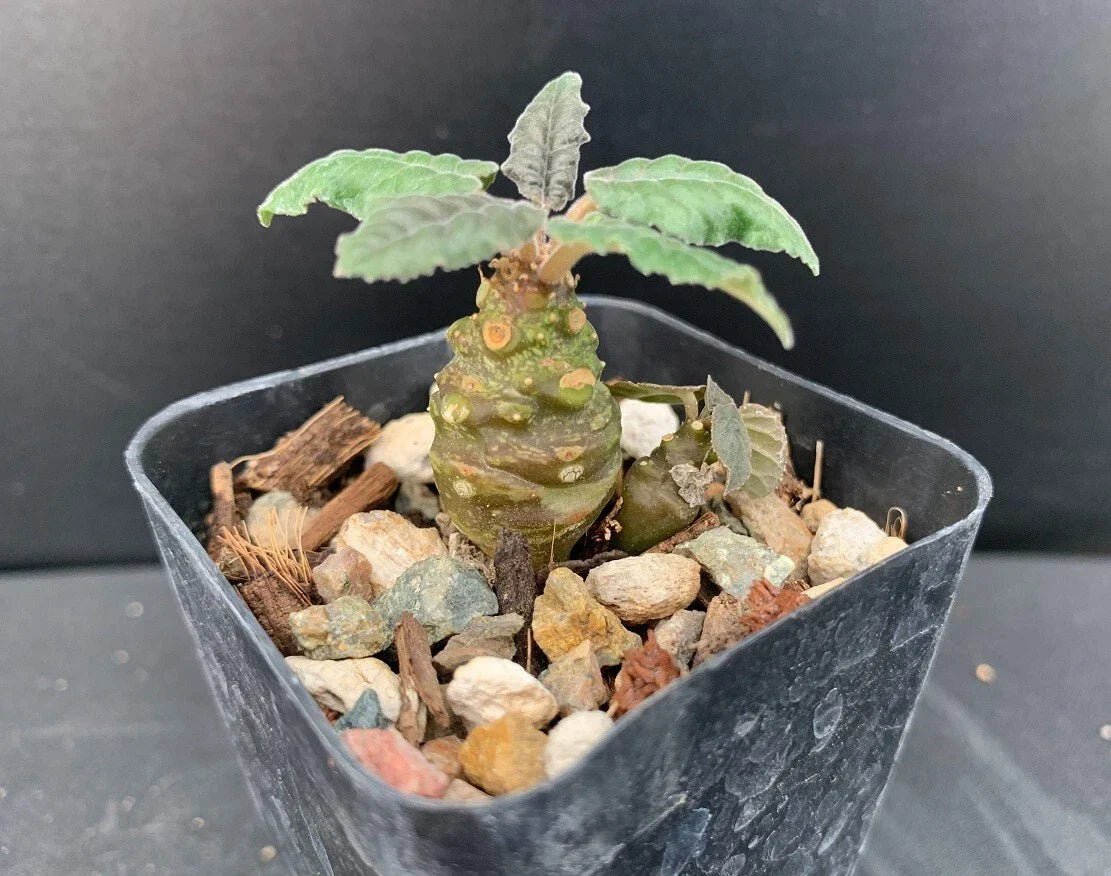 Dorstenia Hybrid Succulent Plant - Rare Well Rooted 2" Pot Unique Indoor Succulent