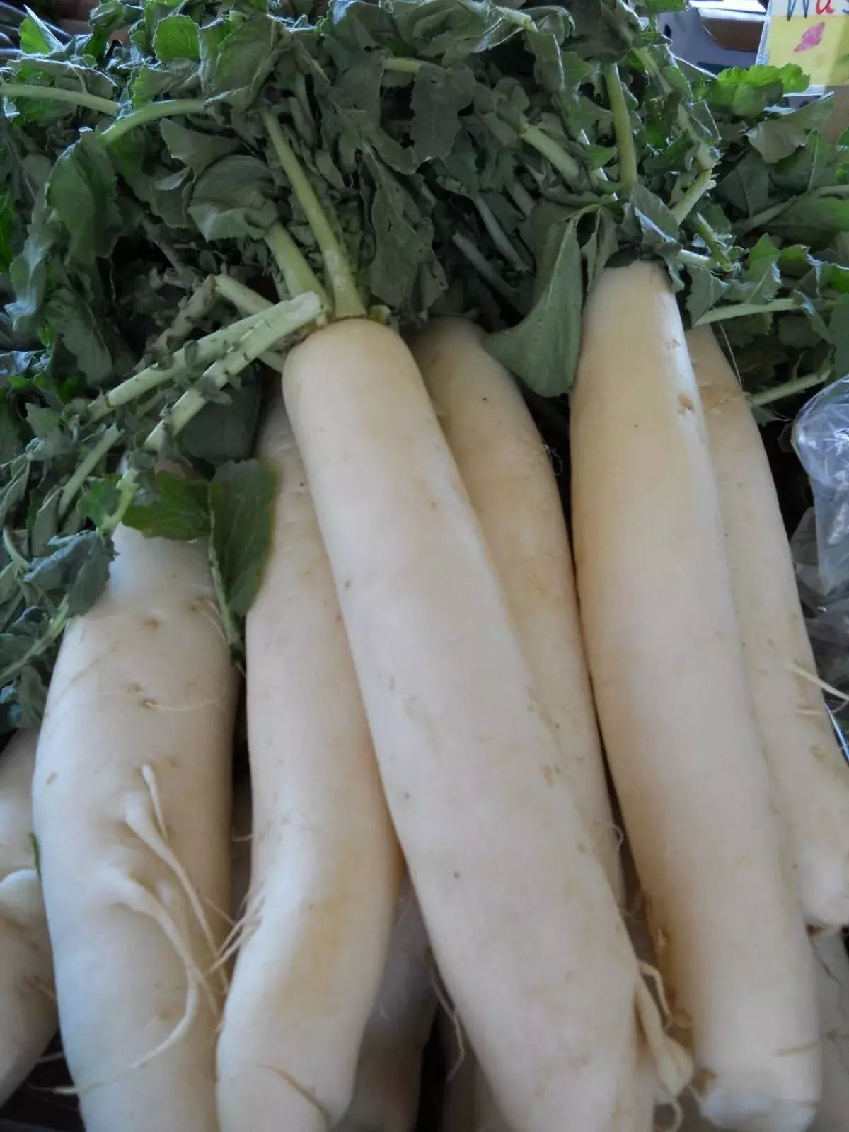 Daikon Radish Seeds - 200+ Heirloom Organic Japanese Minowase NON GMO