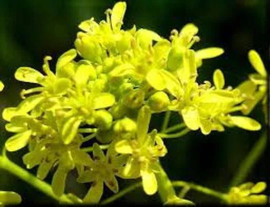 Woad Seeds 100 Pack - Chinese Woad Isatis indigotica Medicinal Herb