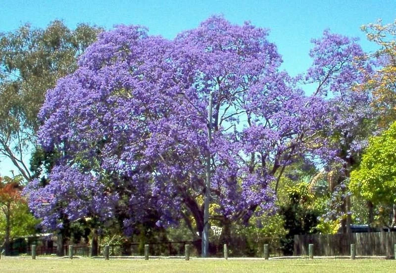 50 Jacaranda Mimosifolia Tree Seeds - Blue Flowering - GroCo USA