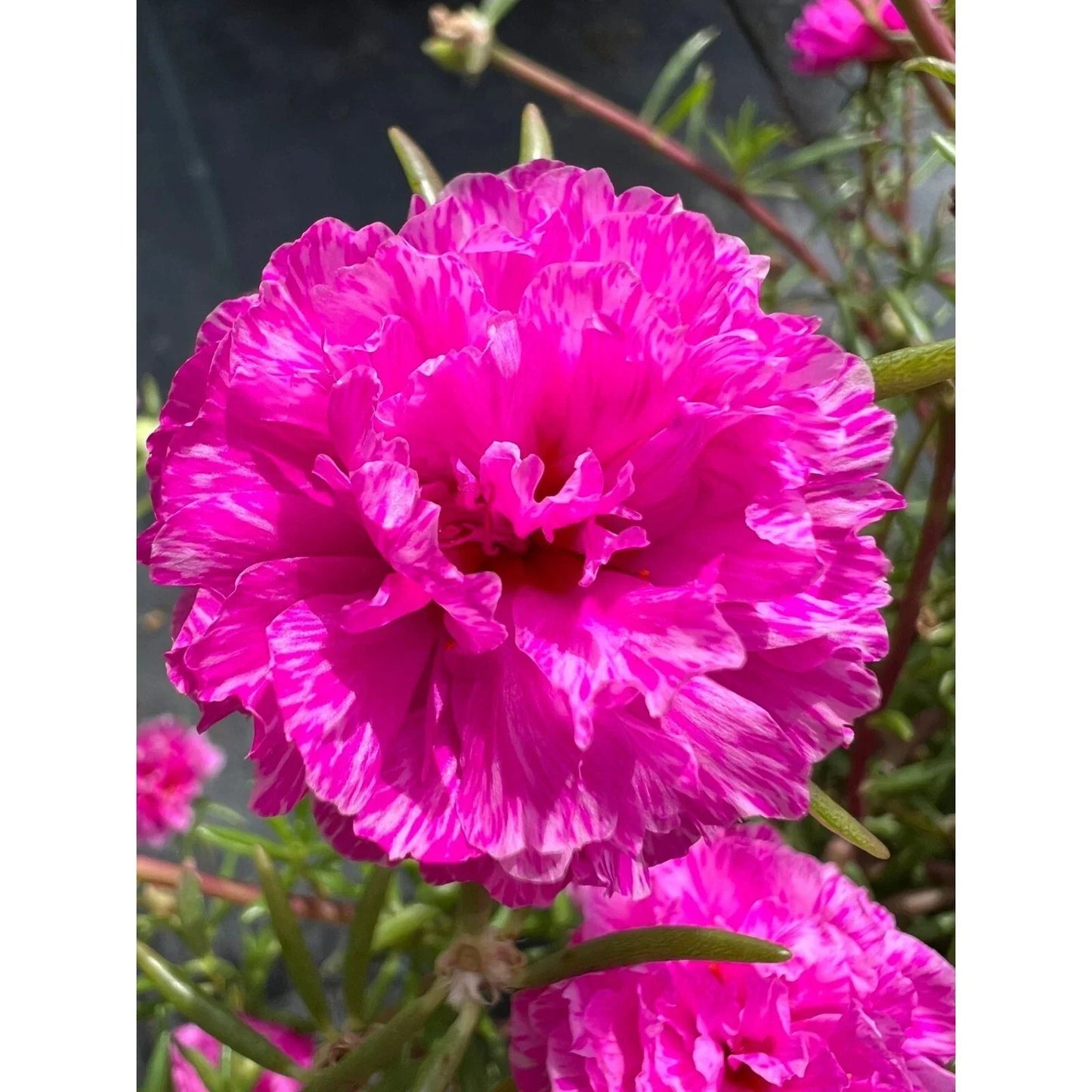 Unrooted Purple Batik Portulaca Grandiflora Cuttings - Colorful Succulent for Gardens