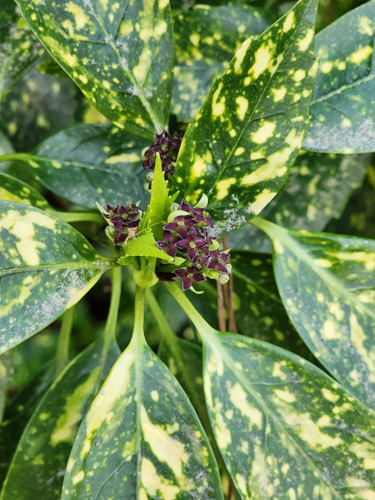 Gold Dust Variegated Aucuba Live Plant - Bare Root, Aucuba japonica 'Variegata' with Gold Speckles for Indoor & Outdoor Gardens