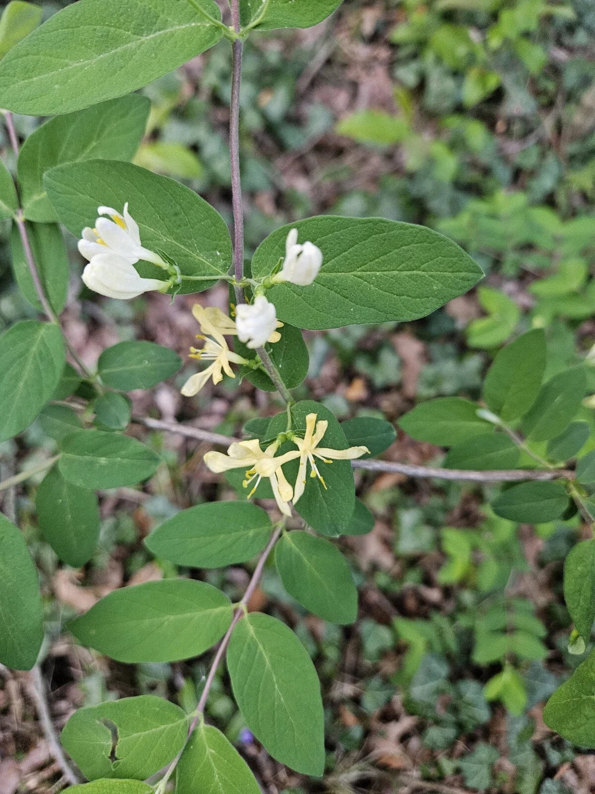 Winter Honeysuckle Shrub Bare Root, Fragrant White & Yellow Flowers, Lonicera fragrantissima, Hardy Garden Plant