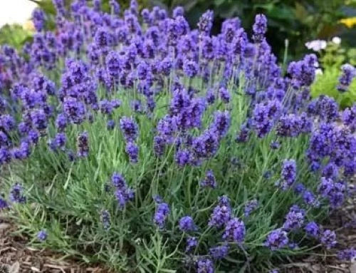 Vera Lavender Seeds - 200+ Pack, English Lavender Herb, Perennial, Lavandula angustifolia, Aromatic Purple Blooms