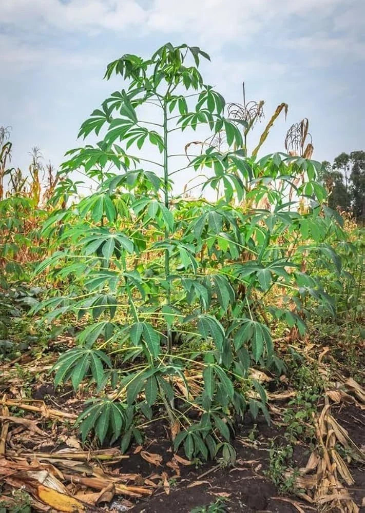 Cassava Cuttings 8" Red Yuca Manihot - Ready to Plant 3-BlG Cuttings for Home Gardens