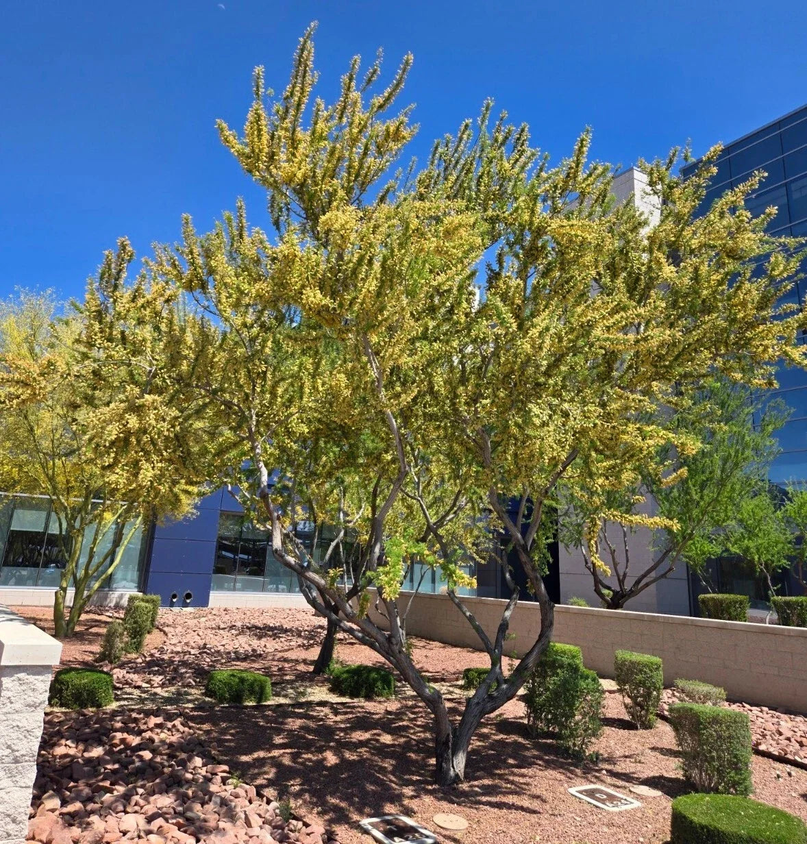 Catclaw Acacia Seeds - 10+ Seeds, Acacia greggii, Drought-Tolerant Tree for Xeriscaping, Native to Southwest US & Mexico