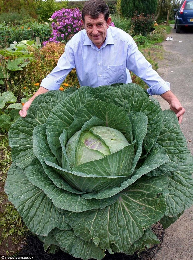 Giant Russian Cabbage Seeds Bulk 3000 Count - Brassica oleracea Heirloom, Medicinal & Culinary Use