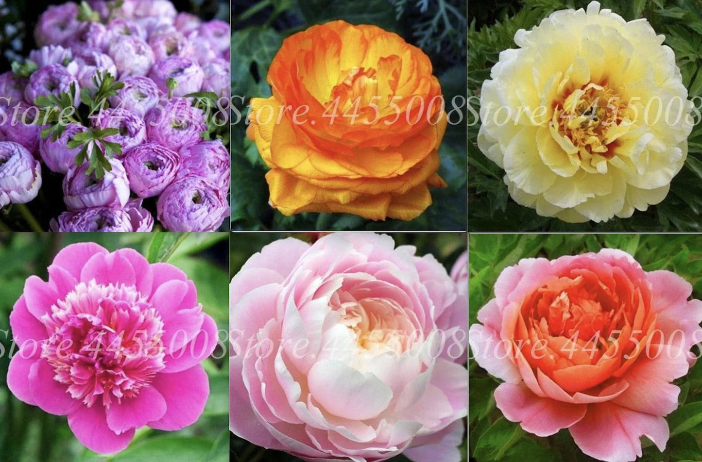 20 Peony Flower Seeds | Rare Exotic Garden Plant | Paeonia spp.