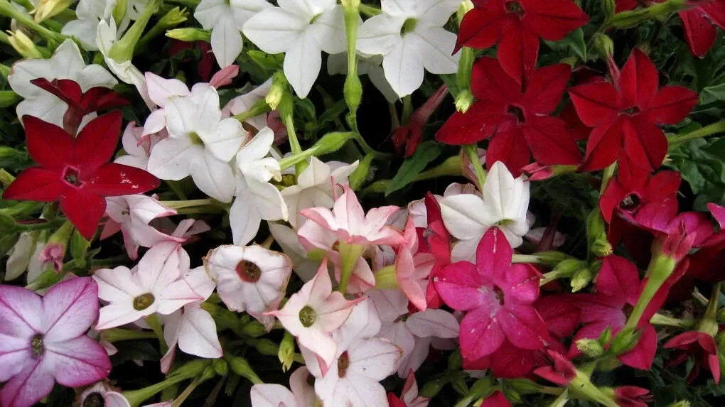 Tobacco Jasmine Seeds - 1000 Count - Night Scented Fragrant - Cestrum nocturnum