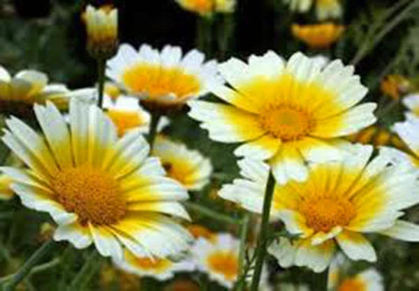 Garland Daisy Seeds - 100+ Freshly Harvested - Chrysanthemum maximum - Bright Yellow Flowers